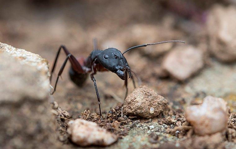 Ants
