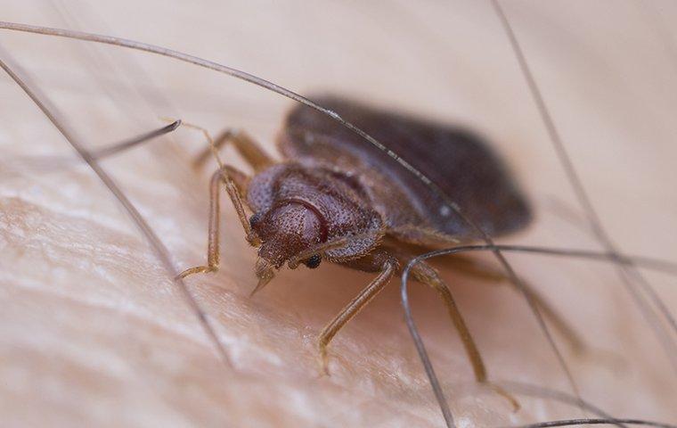 Bed Bugs