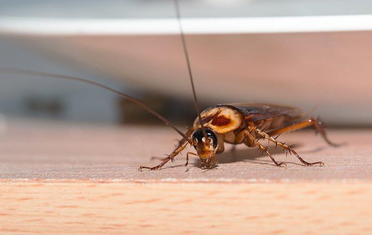 Cockroaches