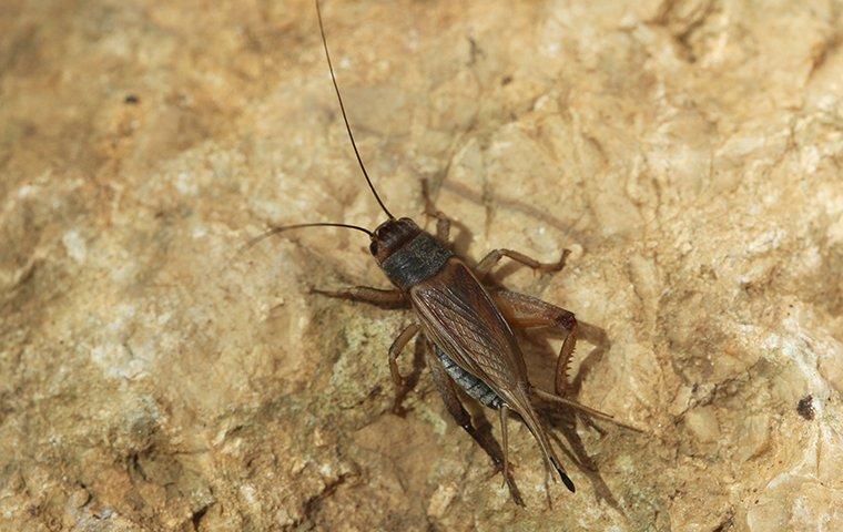 Crickets