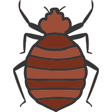 Bed Bug Control