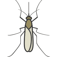 Mosquito Control