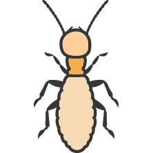 Termite Control
