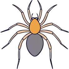 Spider Control