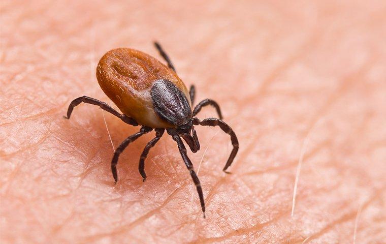 Fleas & Ticks