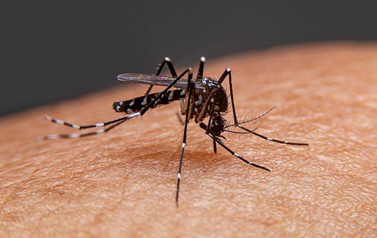Mosquitoes