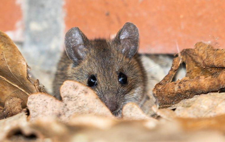 Rodents