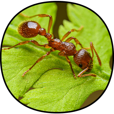 Ant Control