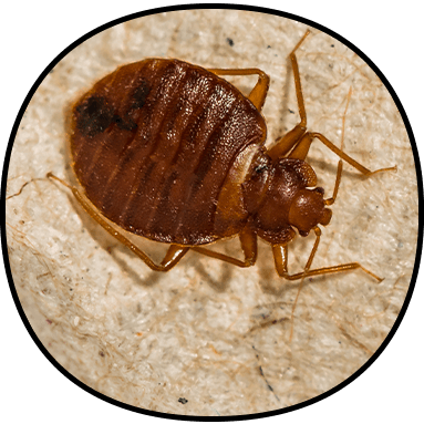 Bed Bug Control