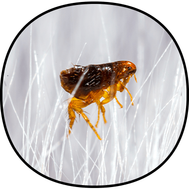 Flea, Tick, & Chigger Control