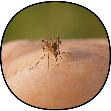 Mosquito Control