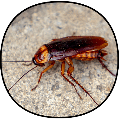 Cockroach Control
