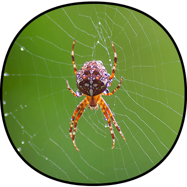 Spider Control