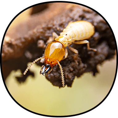 Termite Control