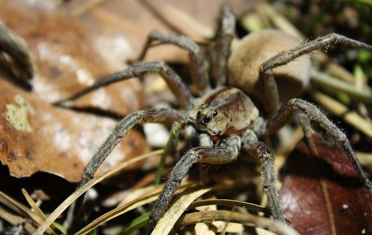 Spiders