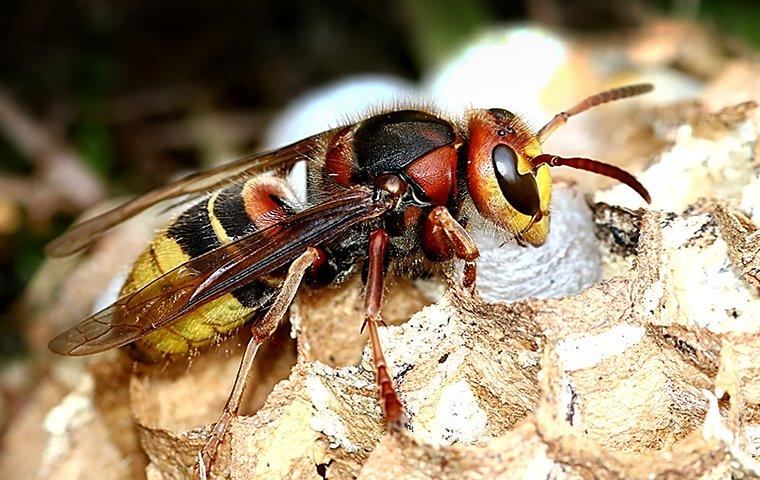Stinging Insects