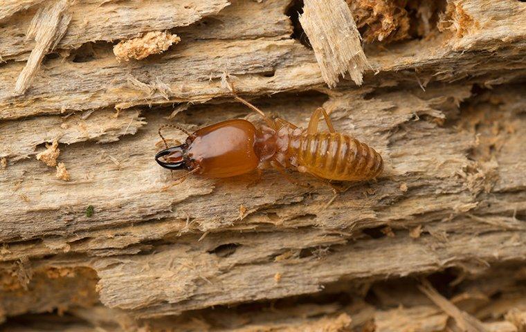 Termites